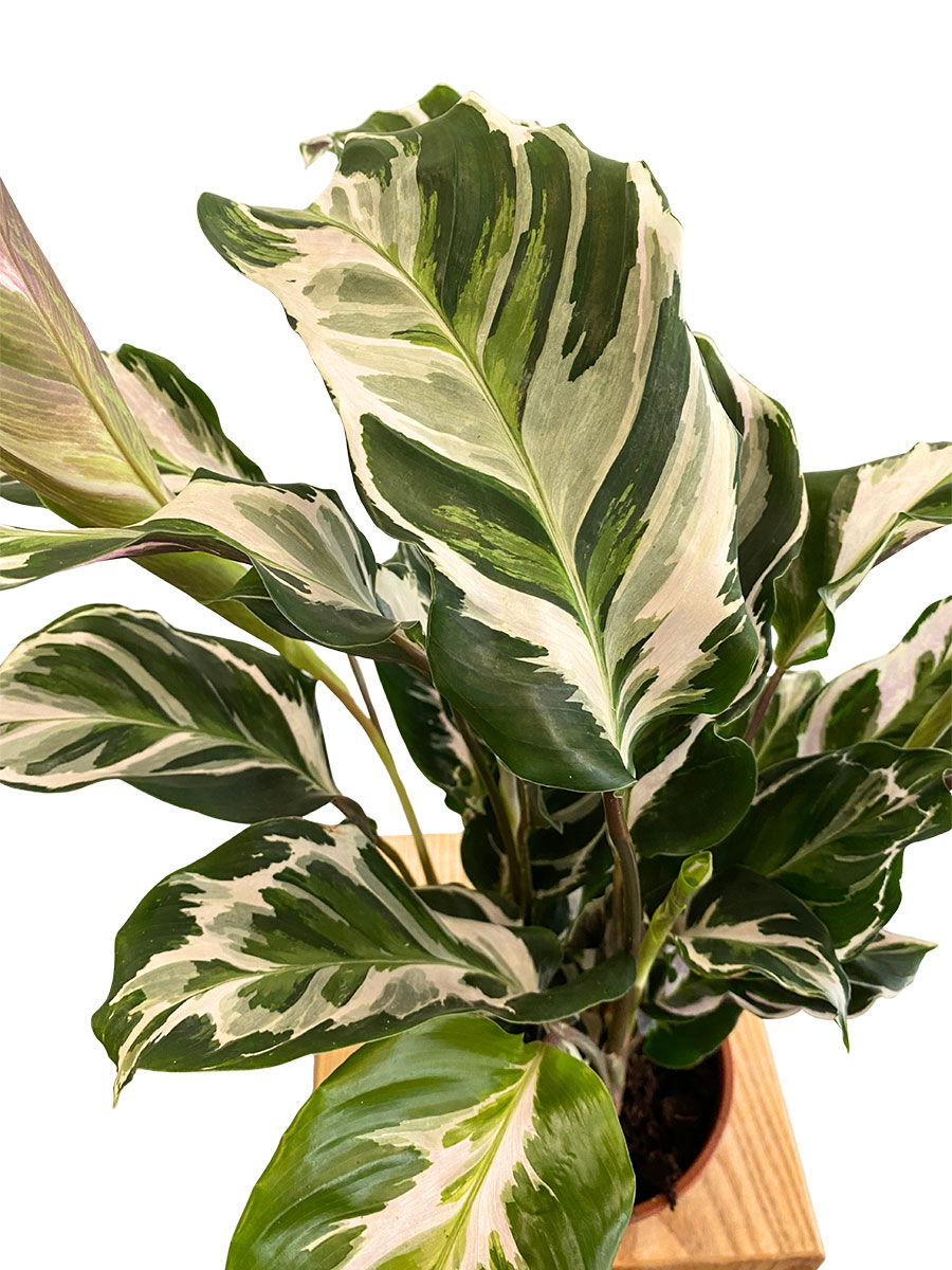 Calathea White Fusion Calathea White Fusion