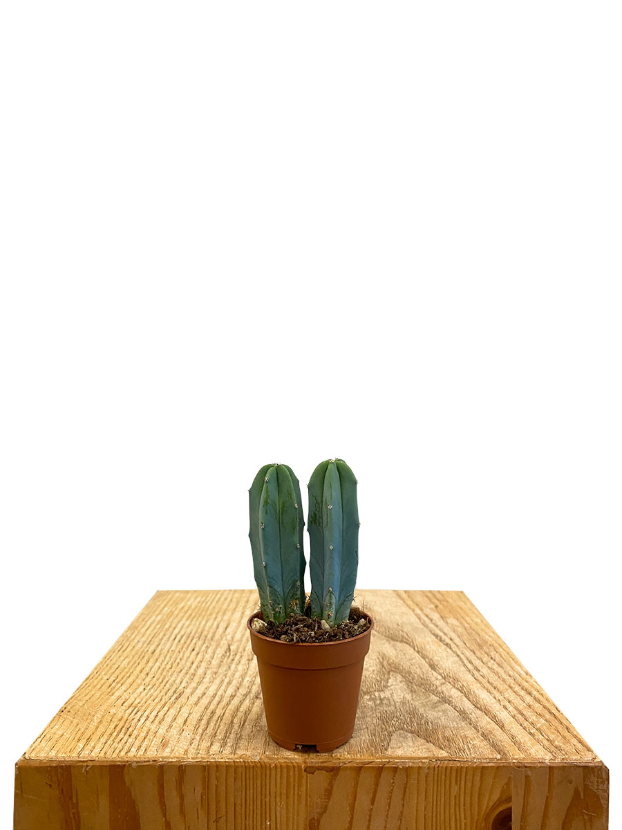 Baby Myrtillocactus Geometrizans