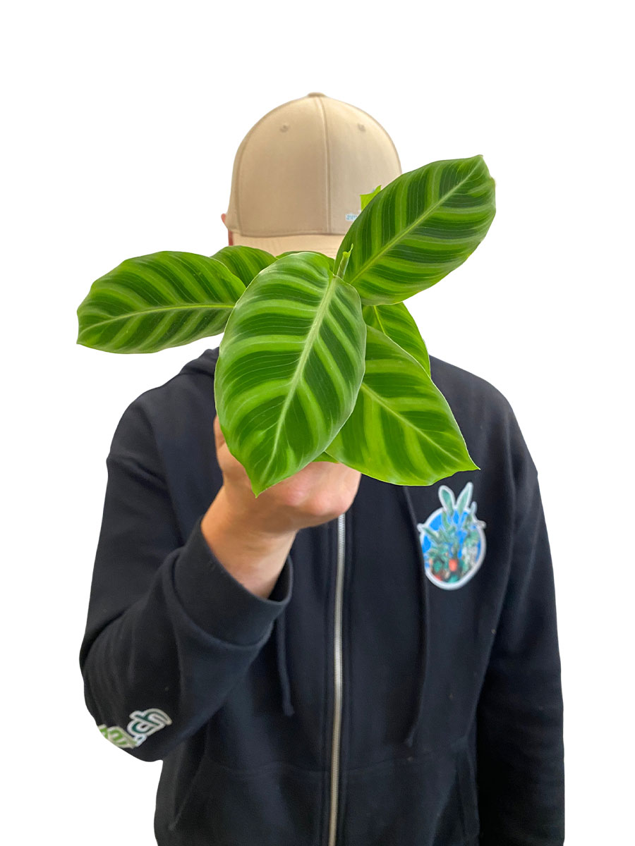 Baby Calathea Zebrina 
