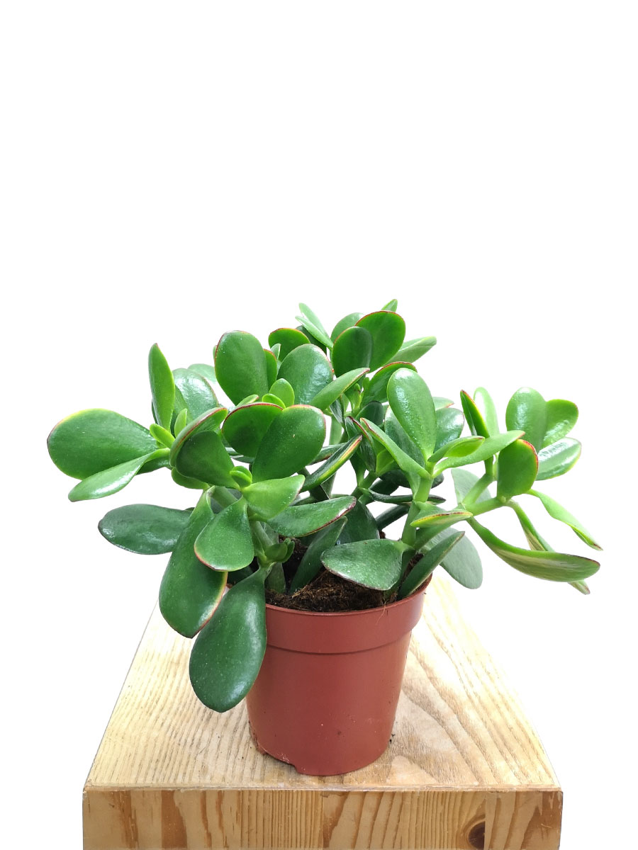 Geldbaum Crassula ovata Sunset