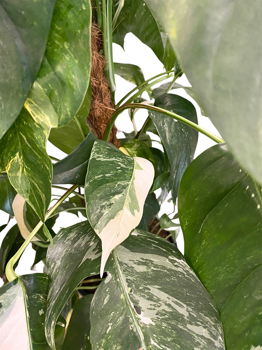 Epipremnum Albo Variegata Moosstab