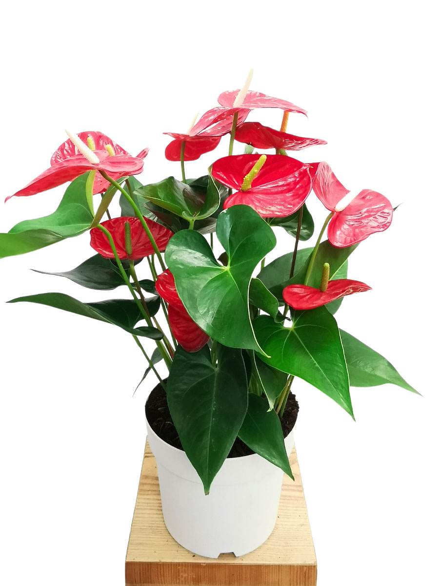 Anthurium Red Champion