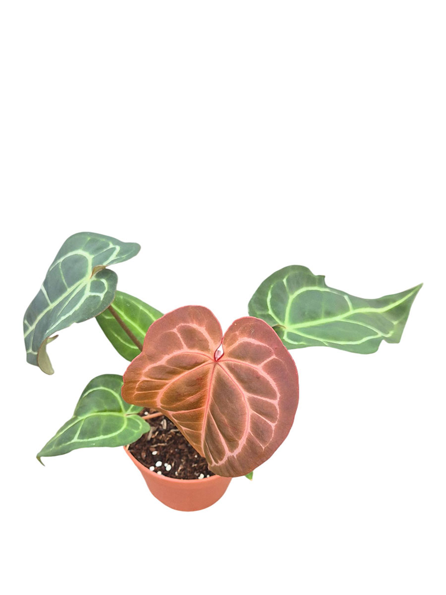 Anthurium DocBlock® 1 × Michelle