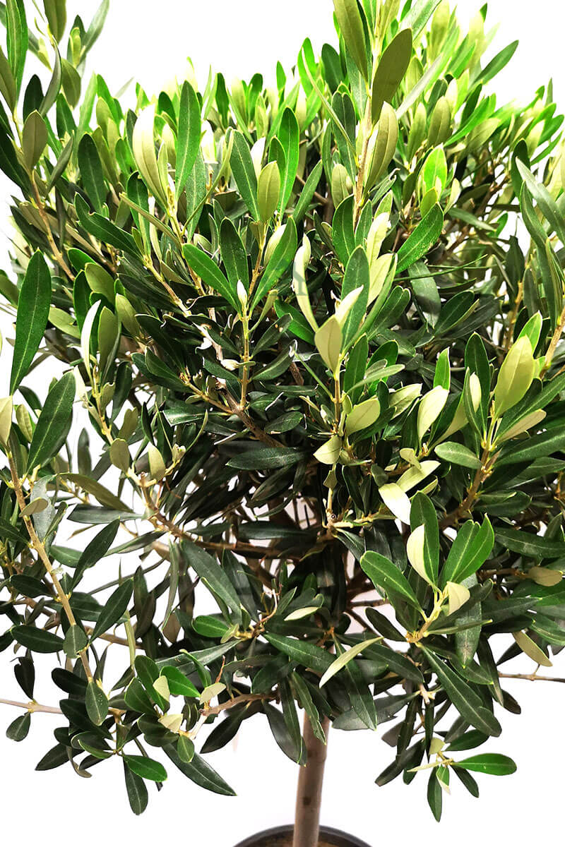 Olivenbaum Olea europaea 120cm