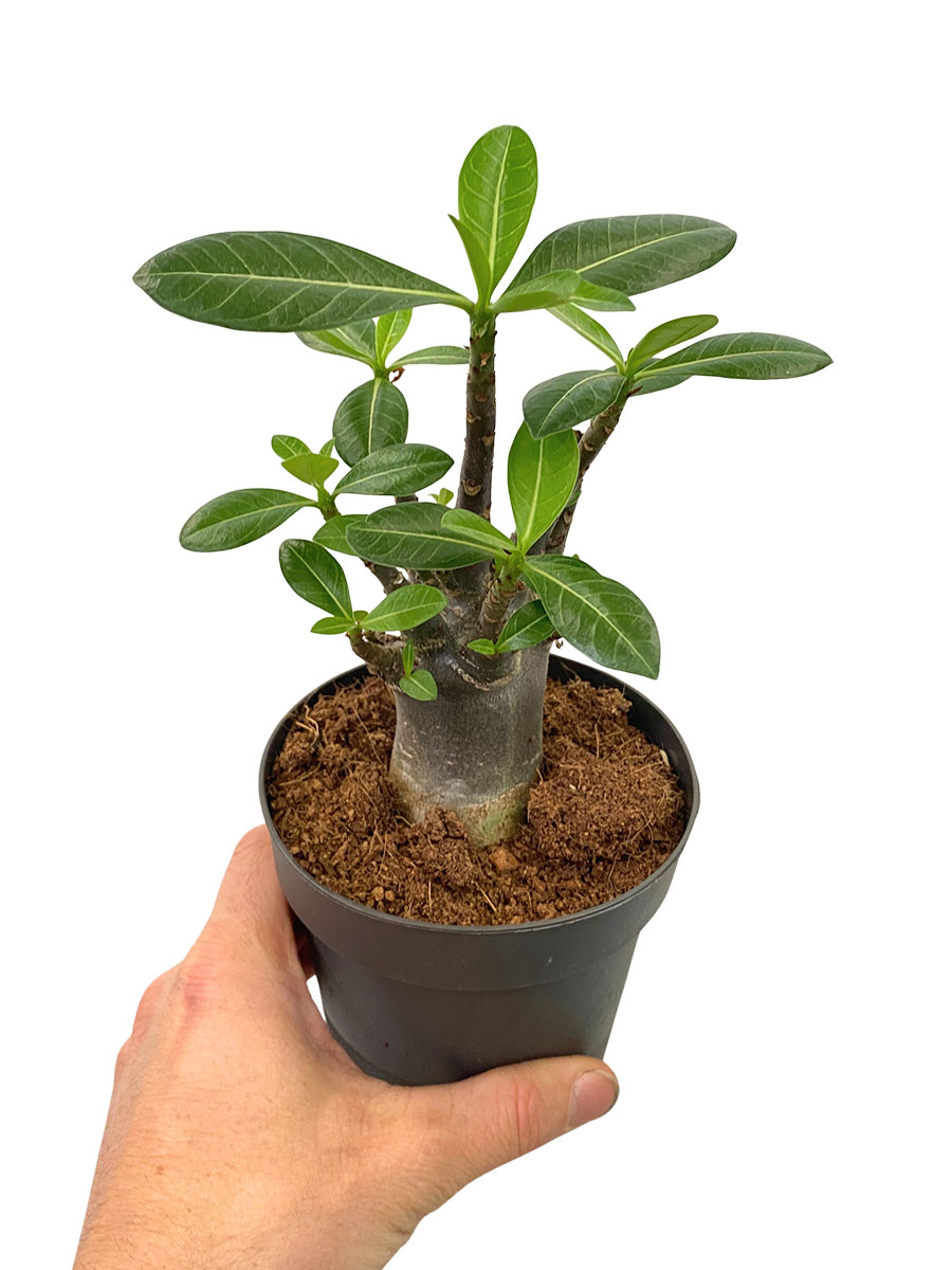 Wüstenrose Adenium Arabicum Baobab