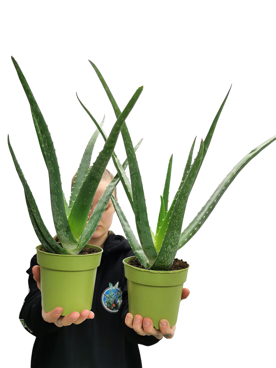 Echte Aloe Vera Bio klein 30-40cm