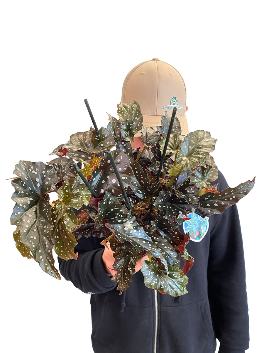 Begonia Black Forrest