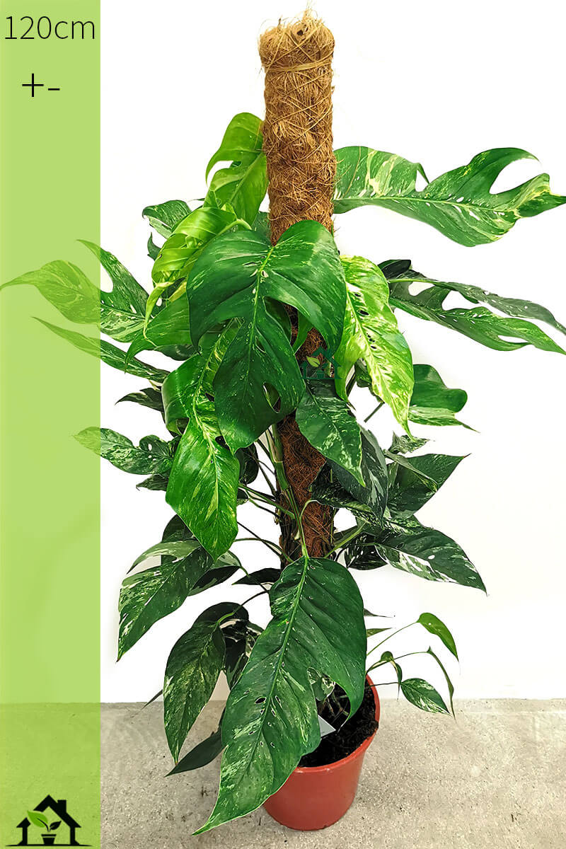 Epipremnum pinnatum variegata Zimmerpflanzen online kaufen