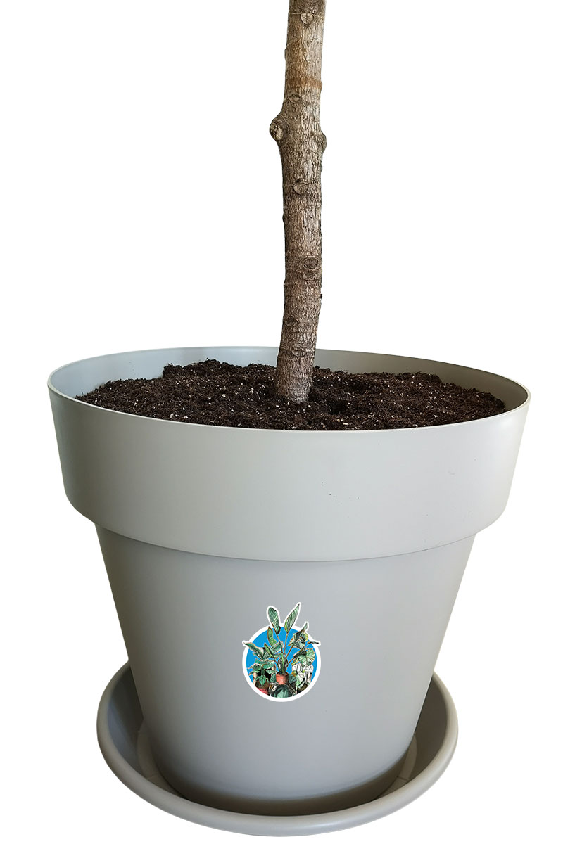 Geigenfeige Ficus lyrata Stamm - Gross