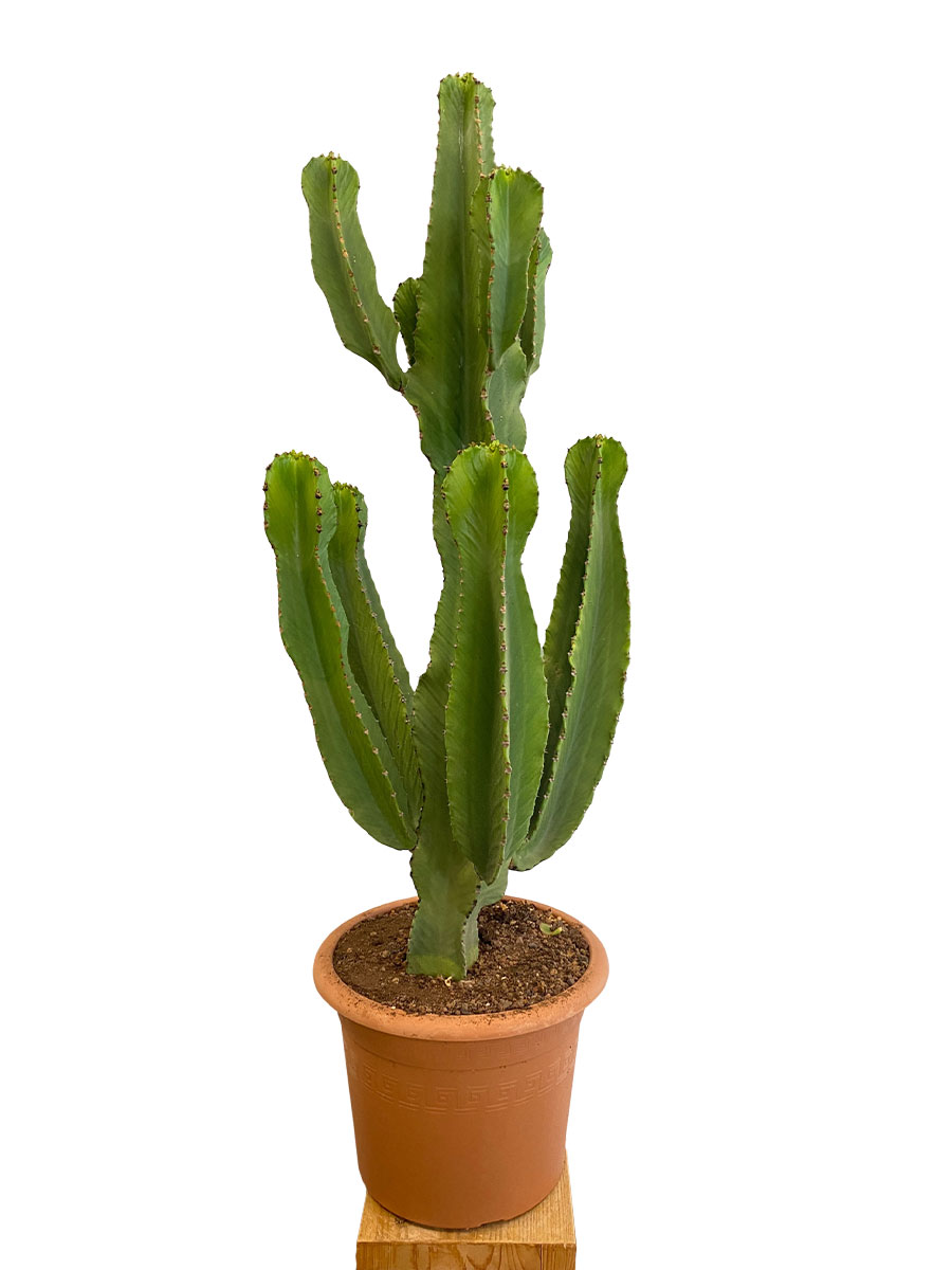 Euphorbia Eritrea - Gross