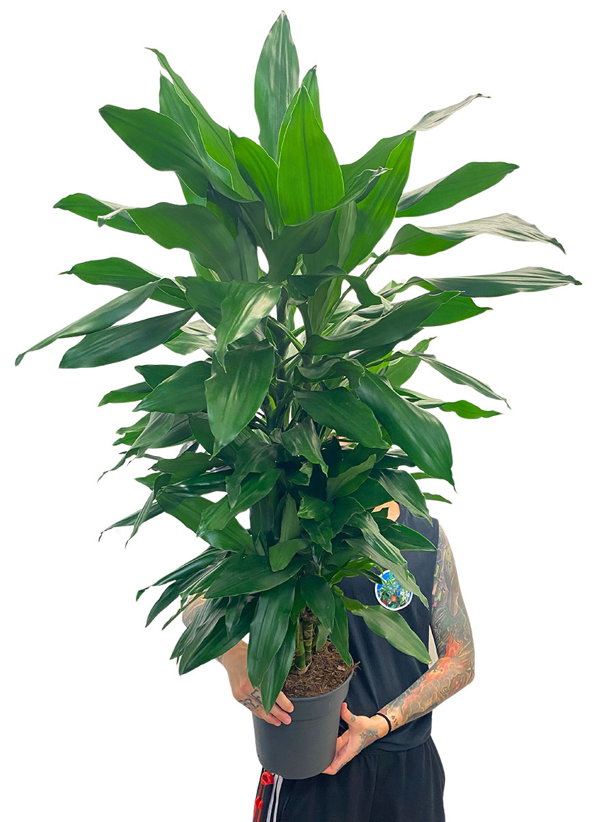 Dracaena Janet Lind verzweigt