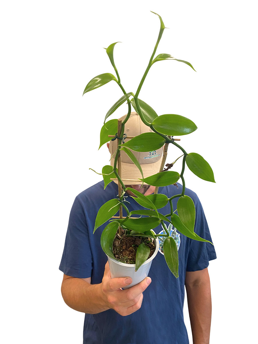 Vanilla Planifolia Orchidee