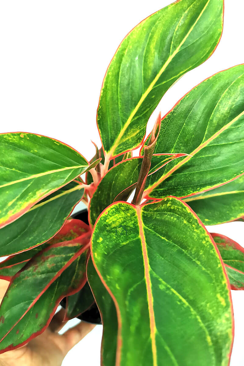 Aglaonema Jungle Red