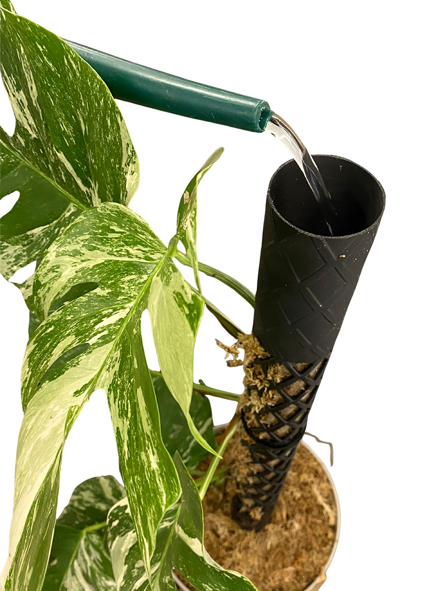 Monstera Deliciosa Variegata PlantMe Maxi