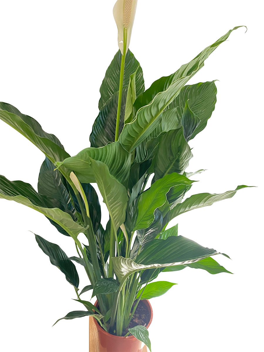 Spathiphyllum Sweet Sebastiano