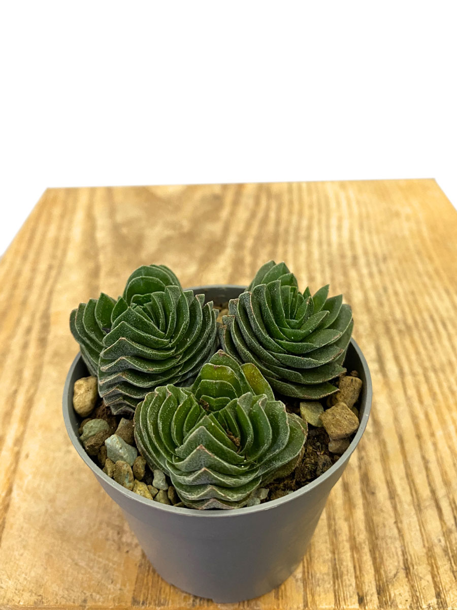 Crassula Buddha's Temple