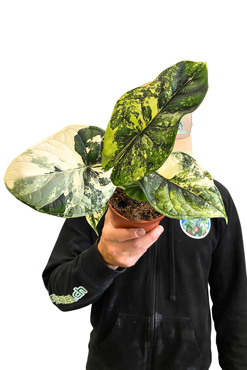 Alocasia Dragon Scale Variegata