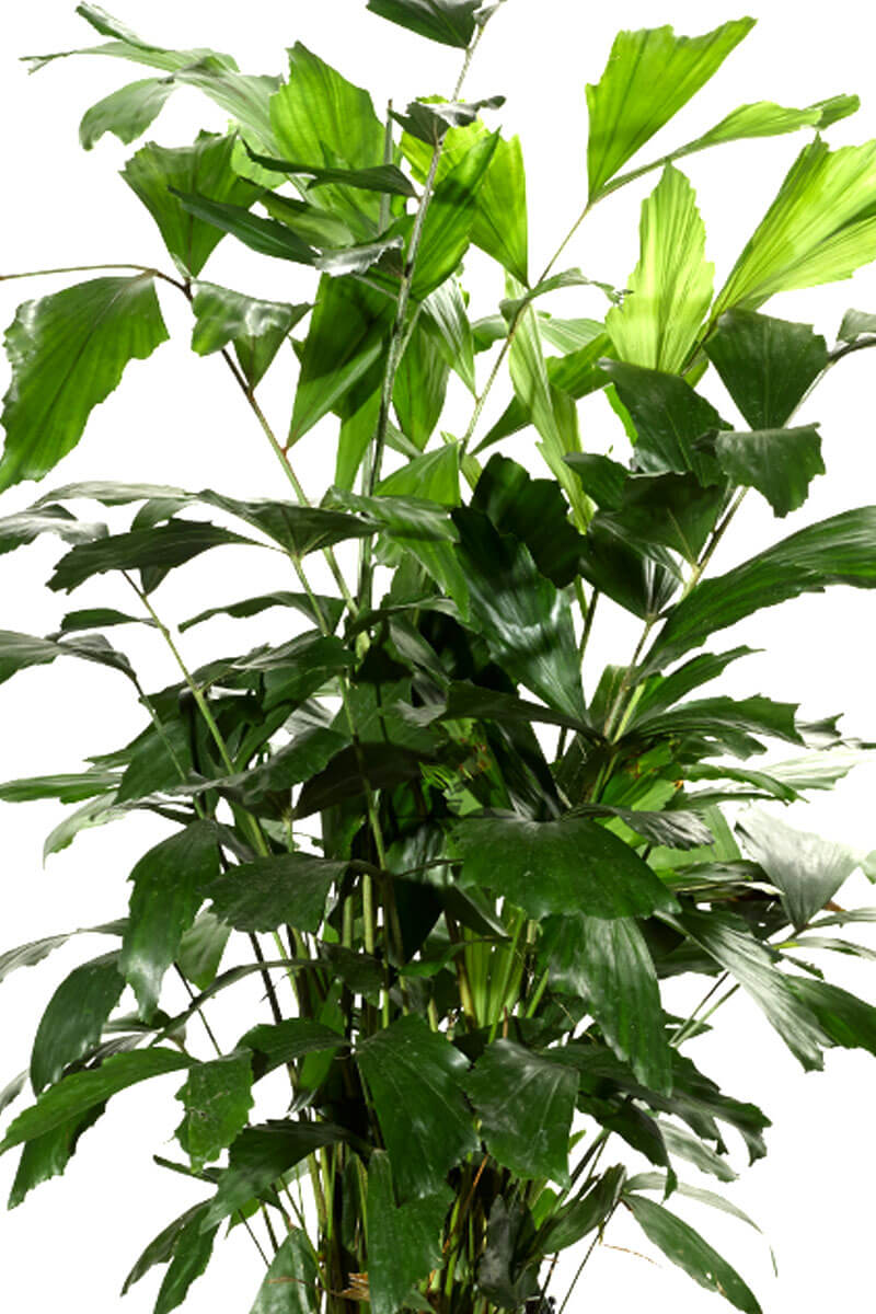 caryota-fischschwanzpalme-100cm-90-zimmerpflanzen.ch-qualitative-bueropflanzen-hauspflanzen-gruenpflanzen-exotische-zimmerpflanzen-raumpflanzen-topfpflanzen-kaufen-online-bestellen-schweiz-01