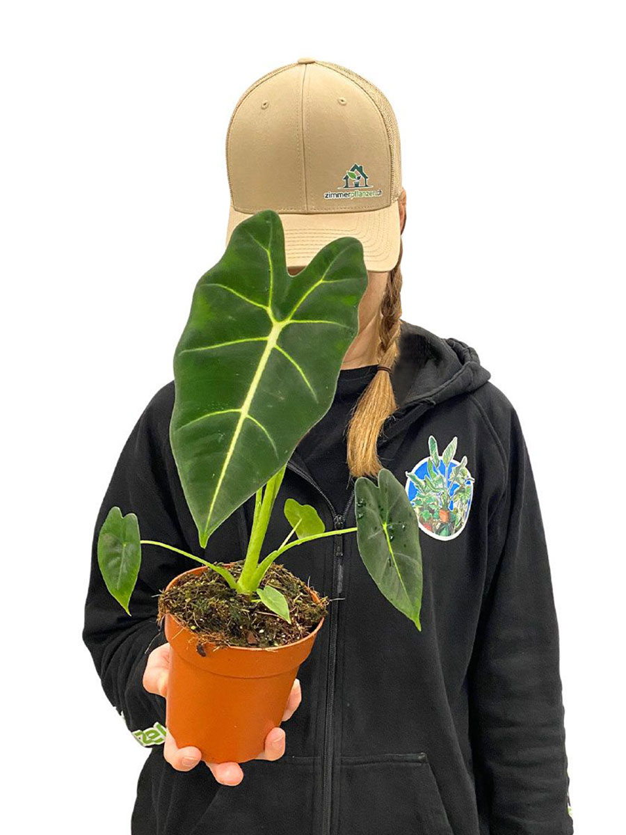 Alocasia Frydek - Klein