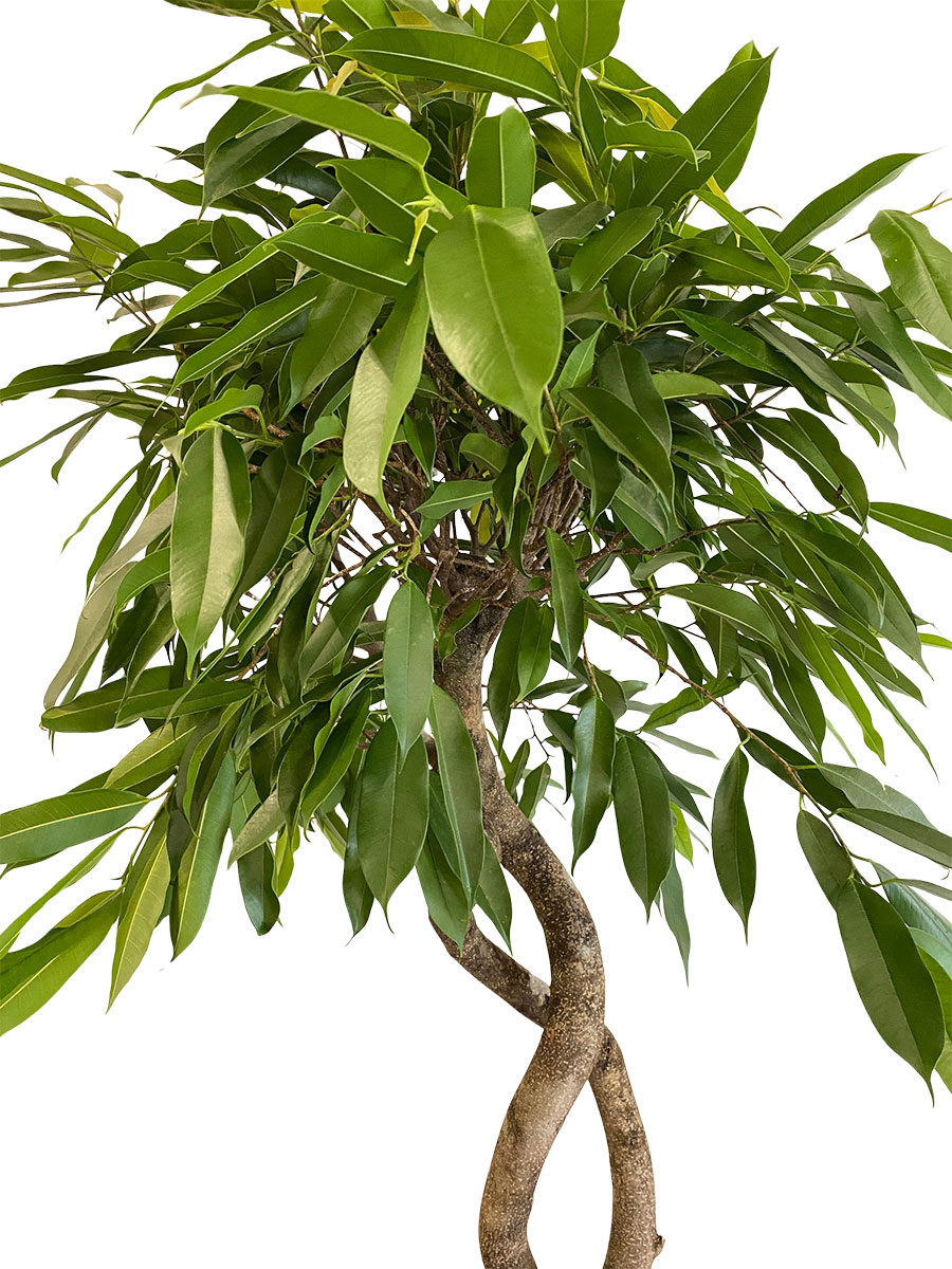 Ficus Amstel King Stamm Spirale