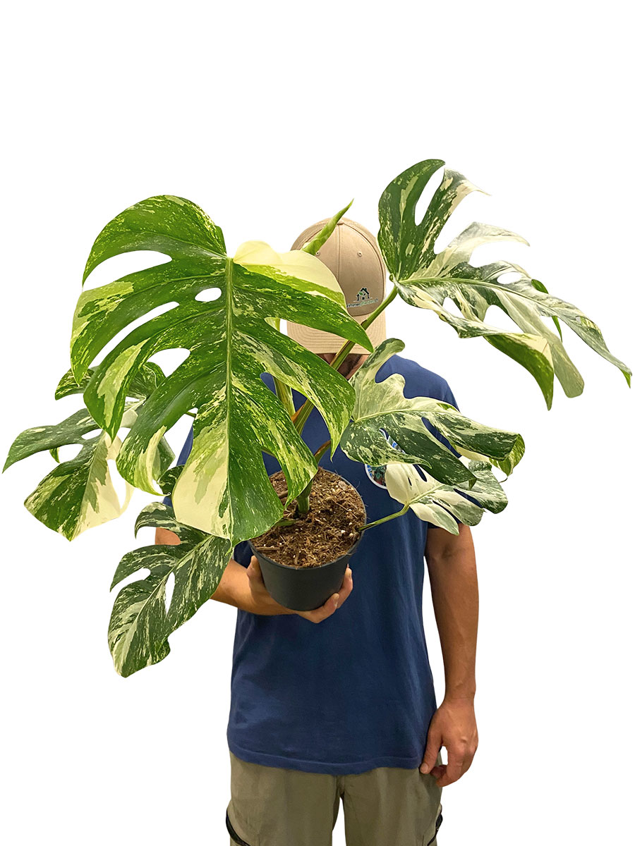 Monstera Deliciosa Variegata 50cm