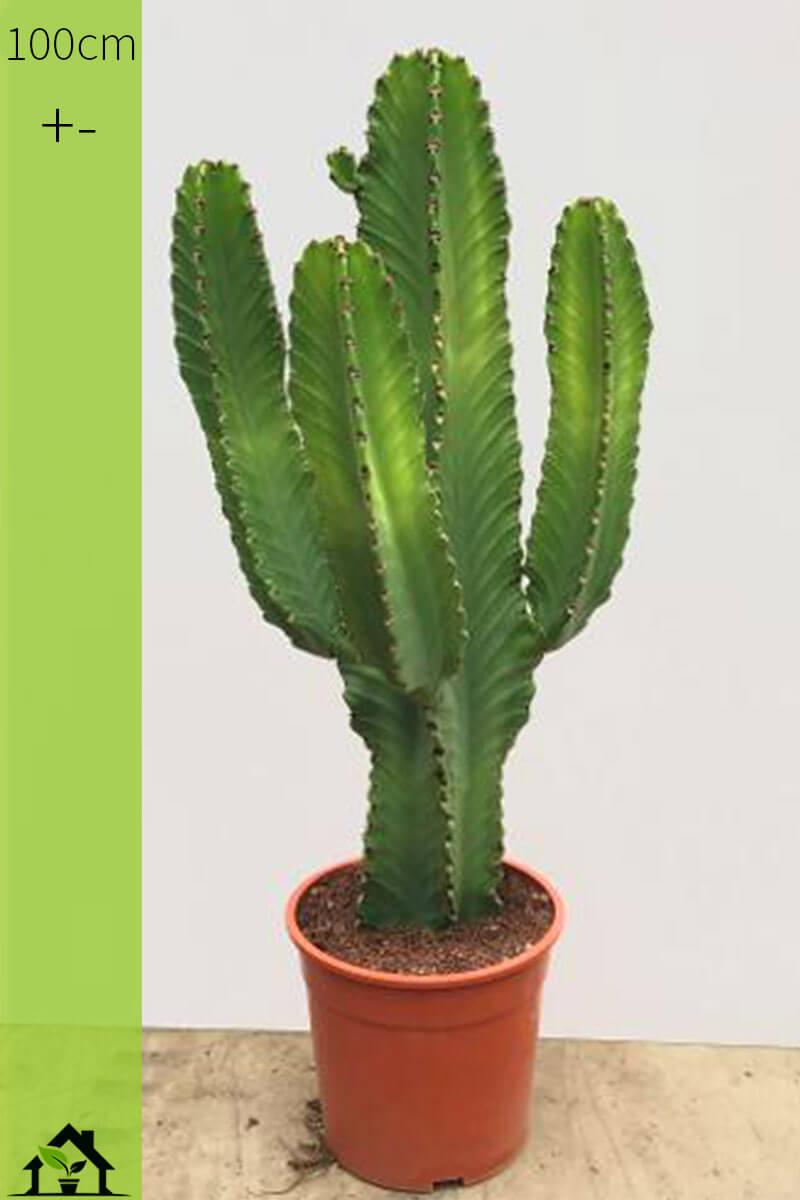 Euphorbia Ingens 100cm