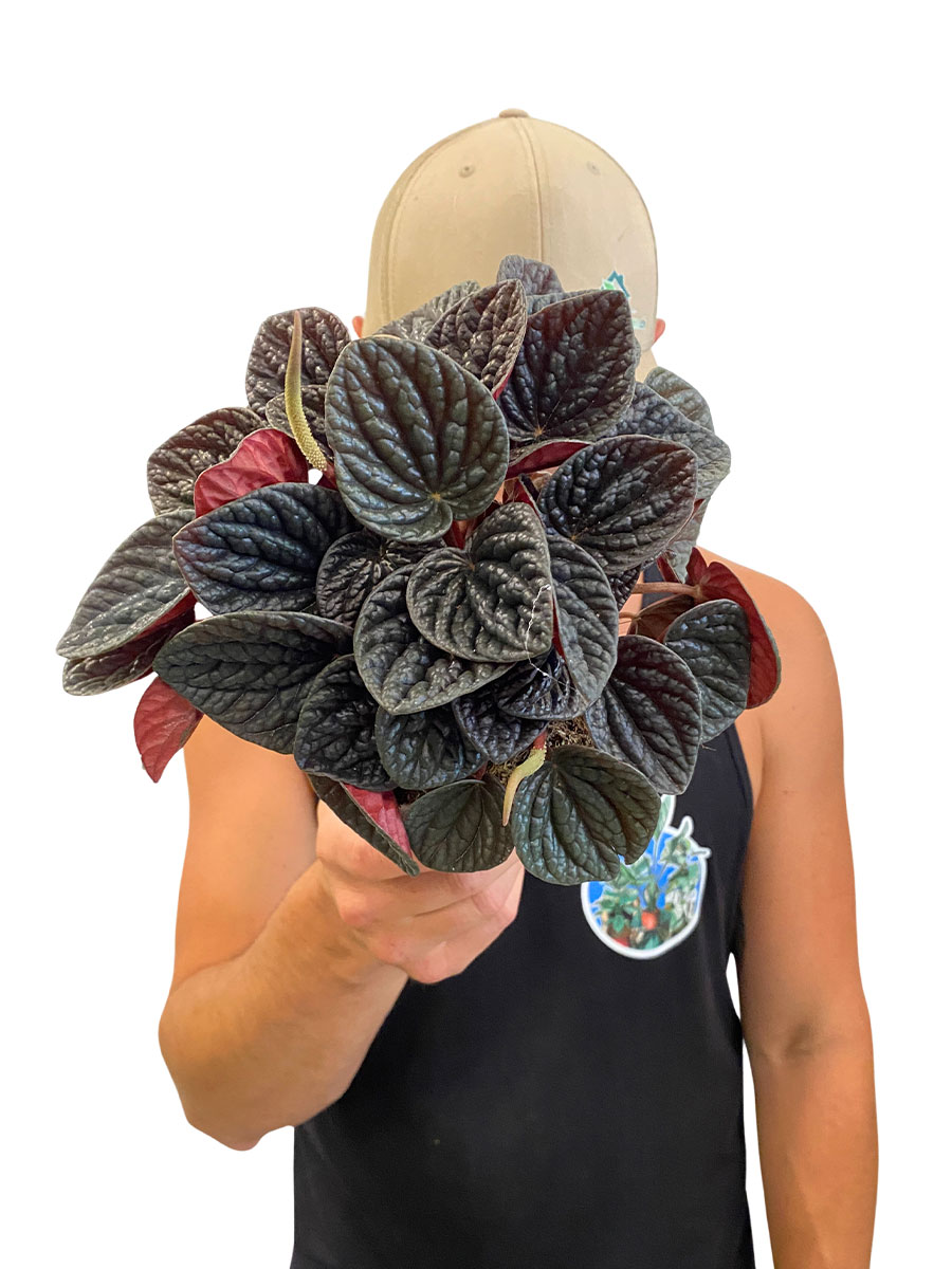 Peperomia Chocolat