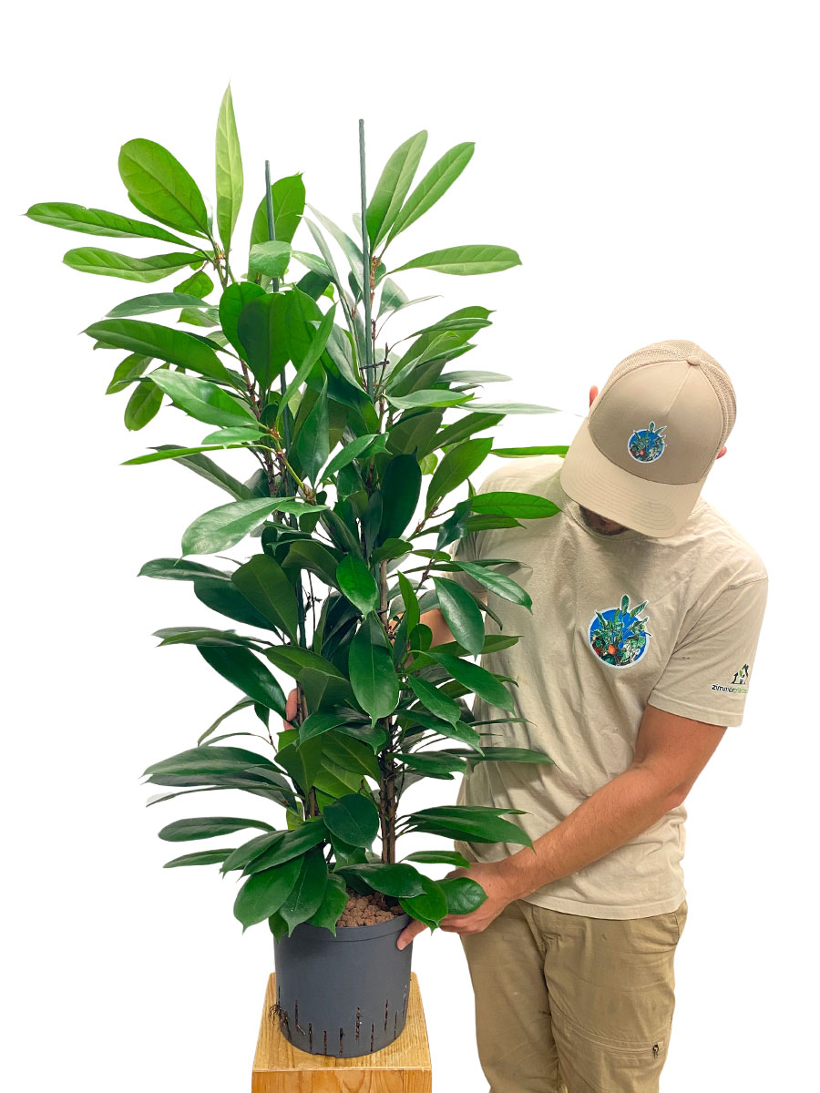 Hydro - Ficus Cyathistipula
