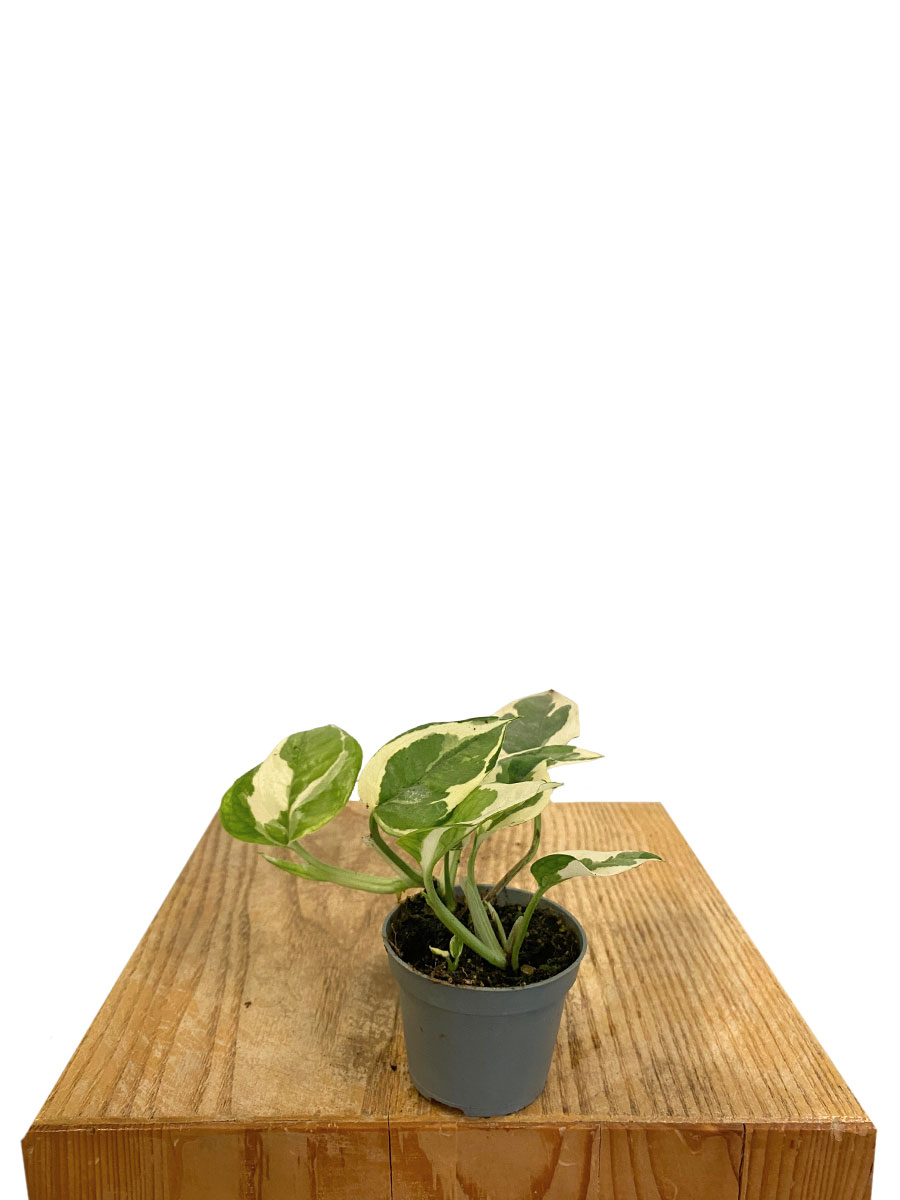 Baby Epipremnum Aureum N'joy