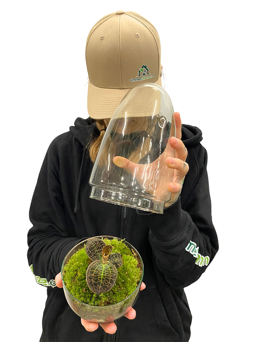 Juwelorchidee Tiger Eye Premium Glas mit Haube