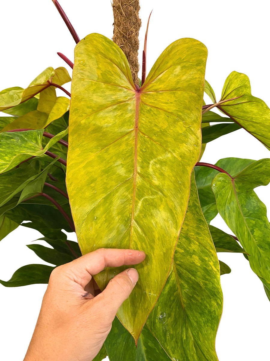 Philodendron Painted Lady XL