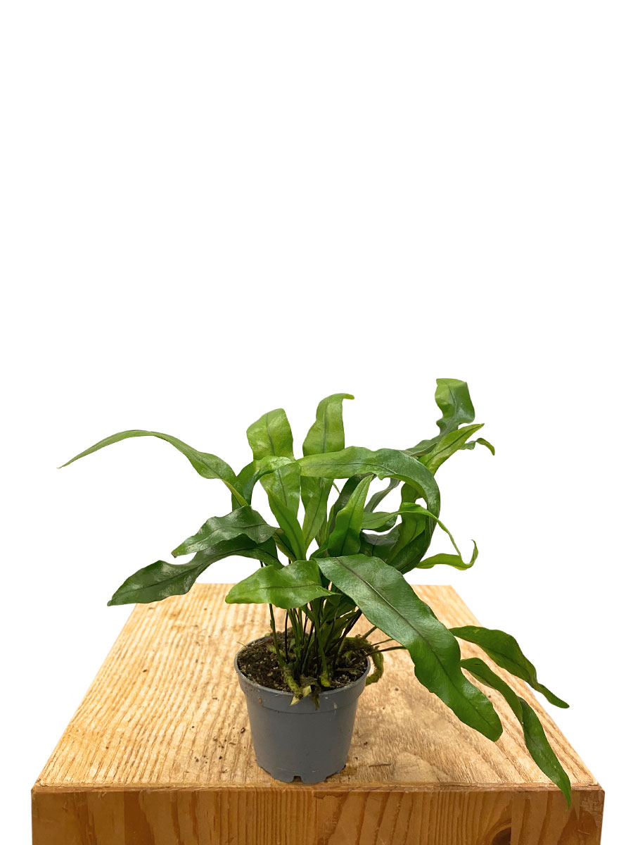 Baby Microsorum Diversifolium Pteropus®