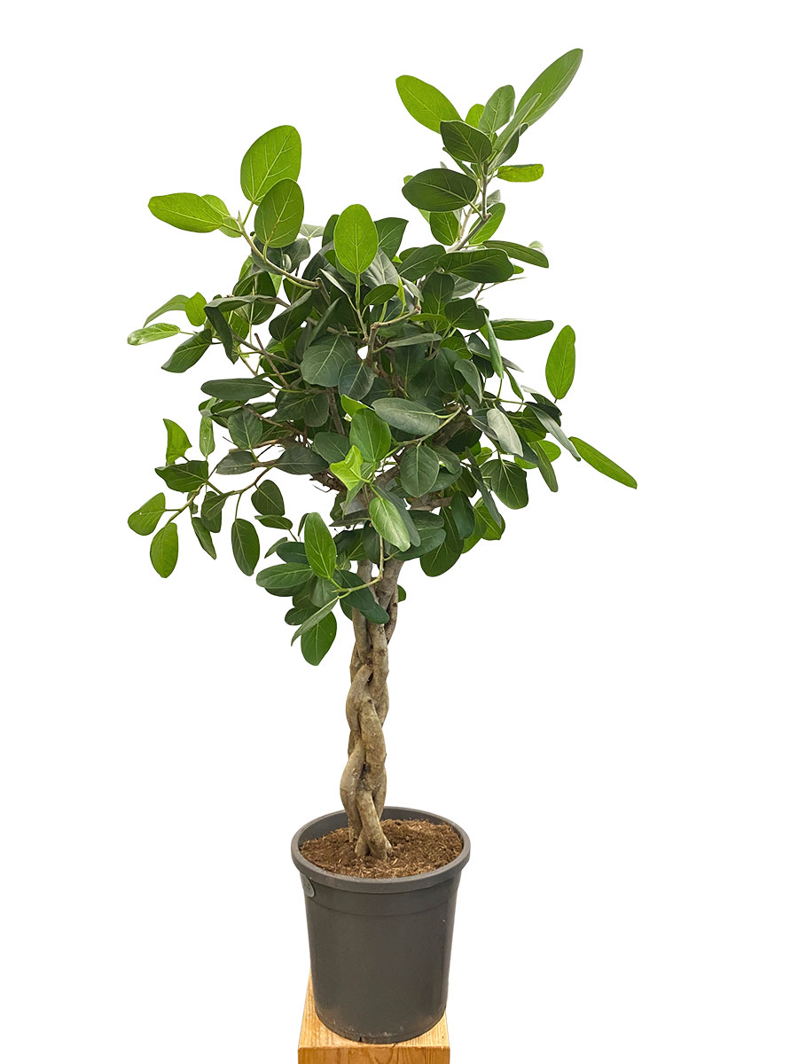 Ficus Benghalensis Audrey Geflochten Stamm