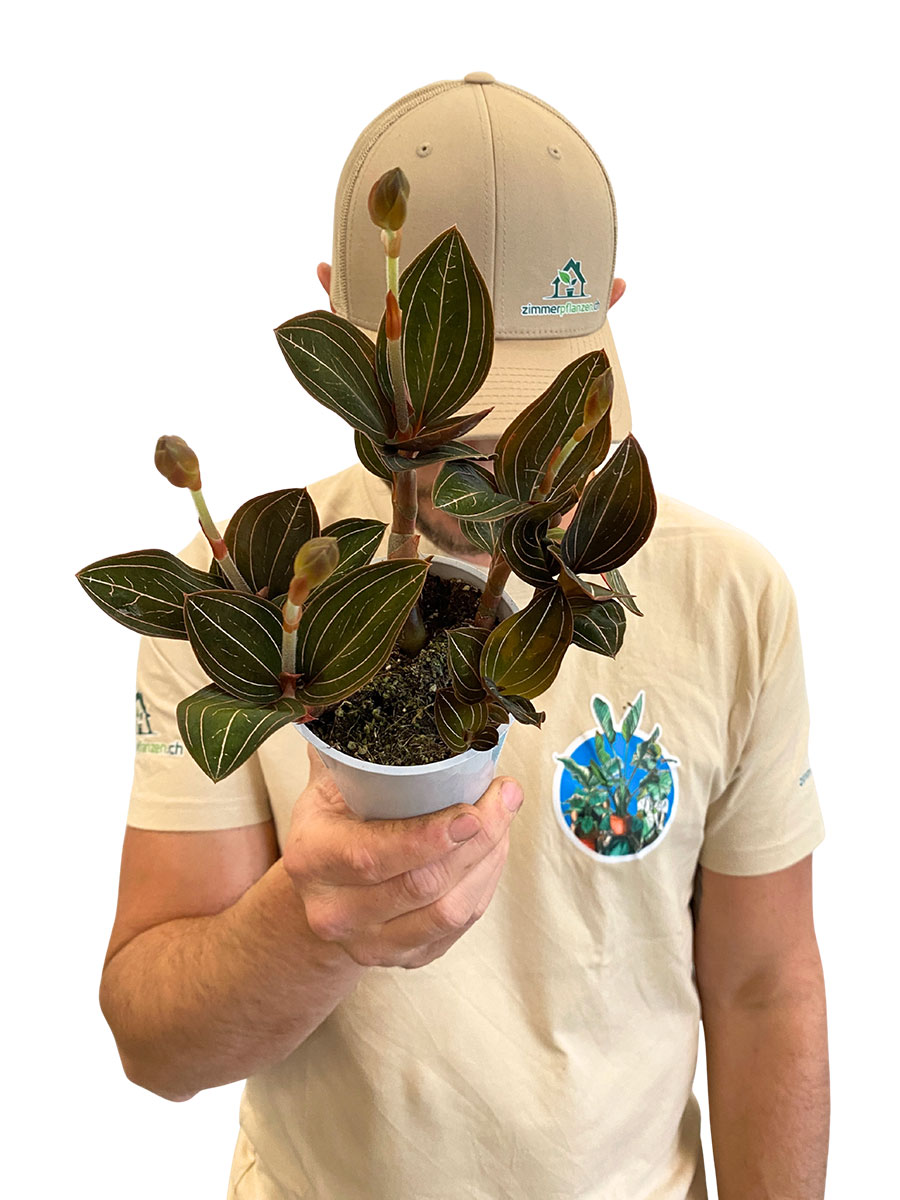 Juwelorchidee Ludisia Discolor 