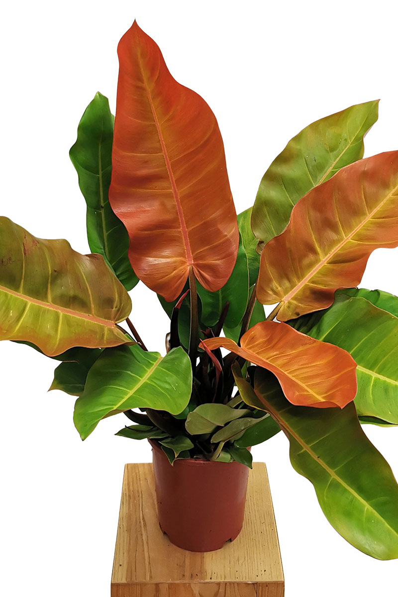 Philodendron Prince of Orange 50-60cm