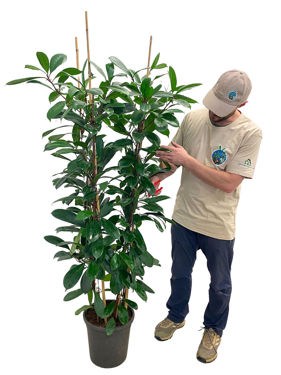 Ficus Cyathistipula verzweigt 150-200cm