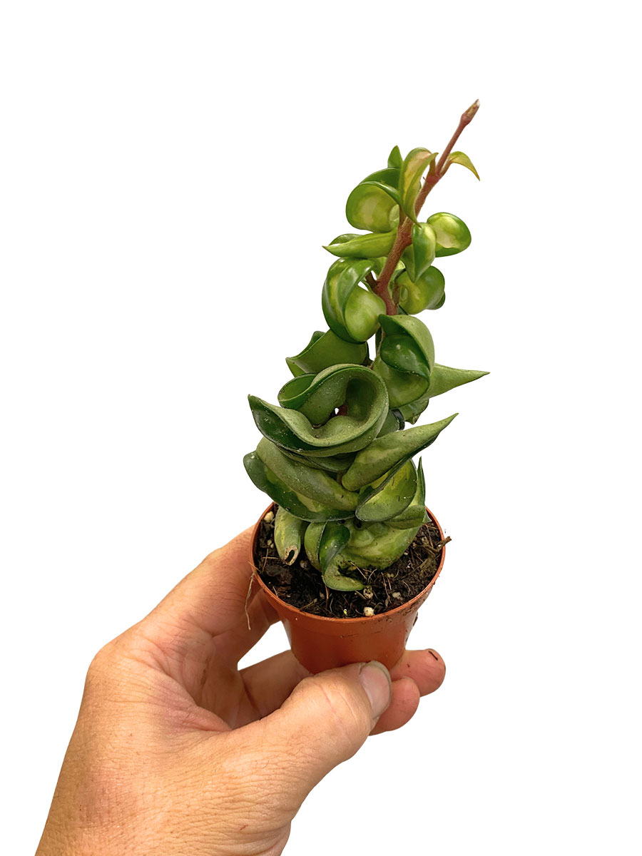 Hoya Compacta Mauna Loa
