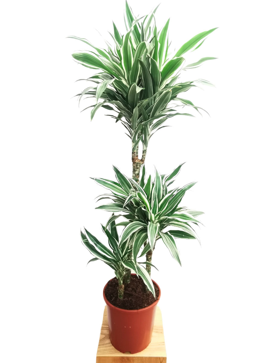 Dracaena White Jewel