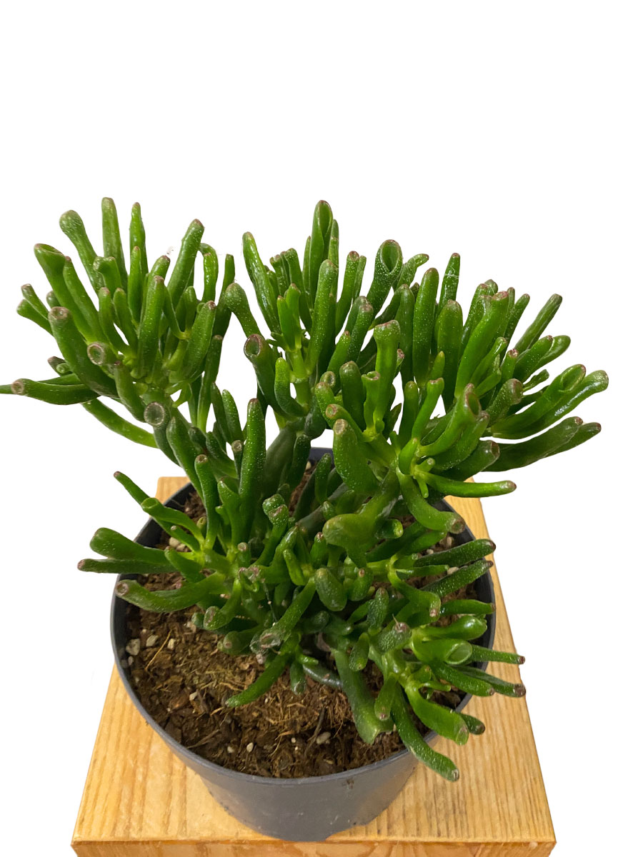 Geldbaum Crassula Gollum