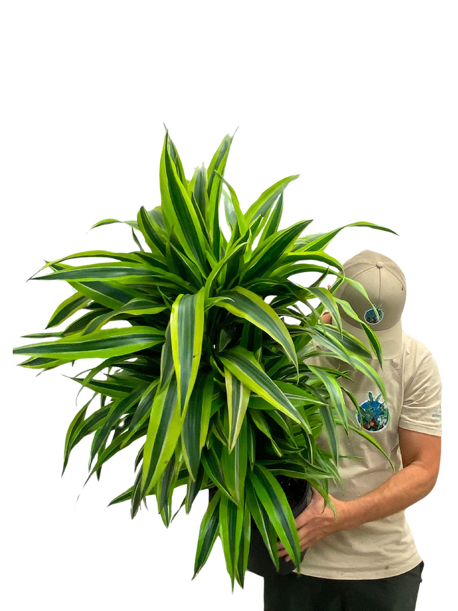 Dracaena Lemon Lime verzweigt