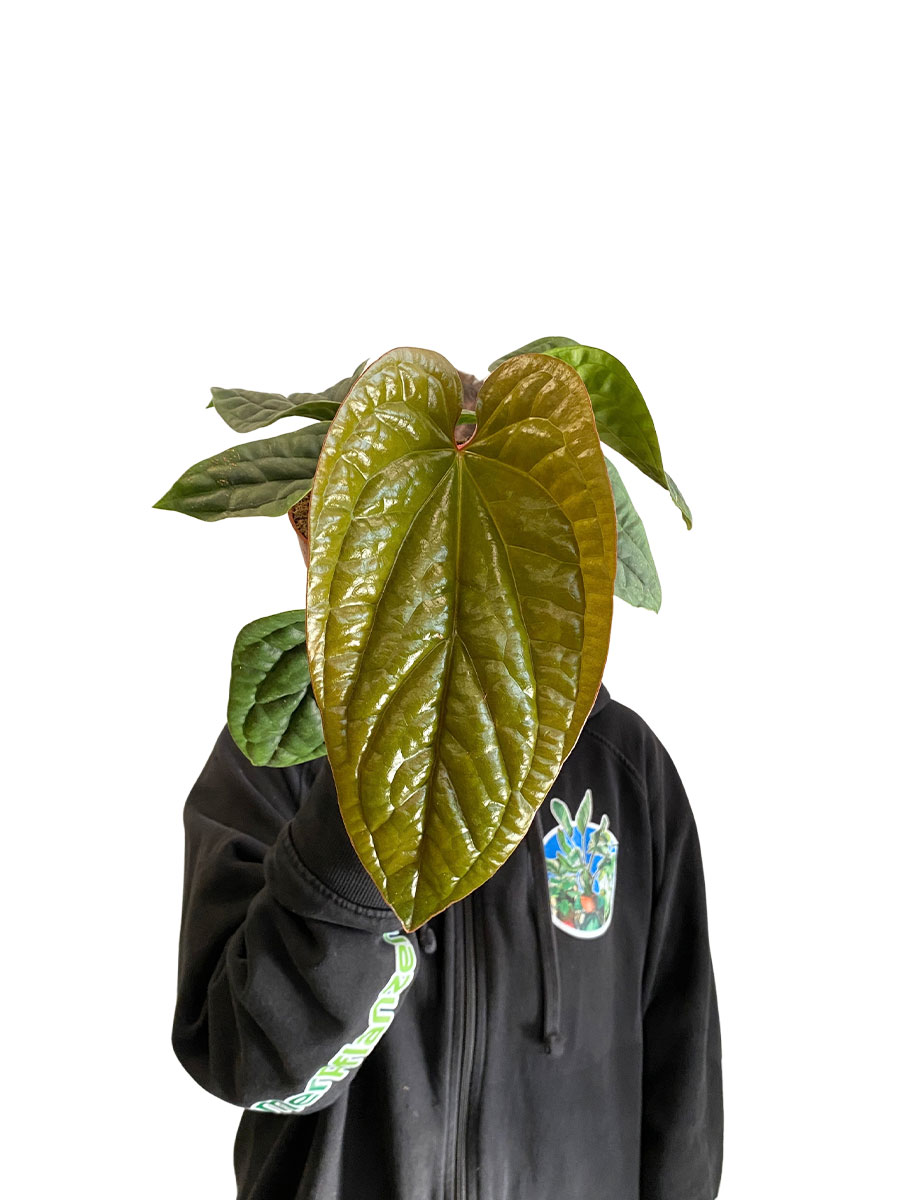 Anthurium Luxurians x Radicans - Ø12 cm