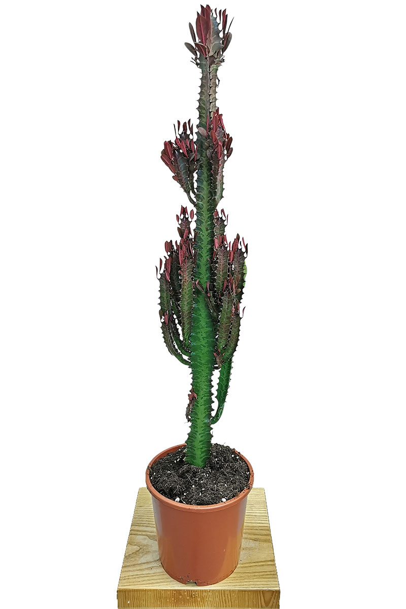 Euphorbia trigona Rubra