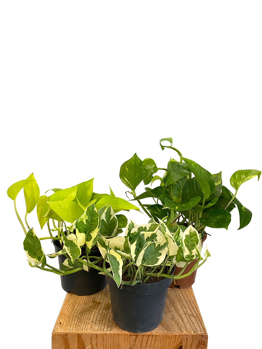 Epipremnum Trio