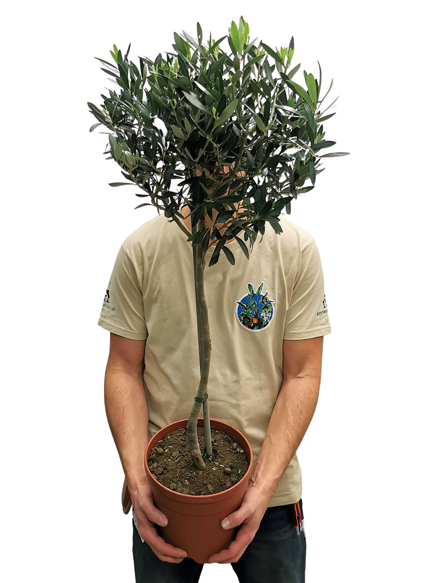 Olivenbaum Olea europaea 100cm