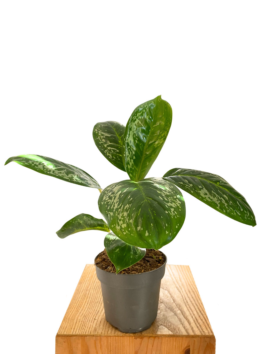 Aglaonema Coco Green