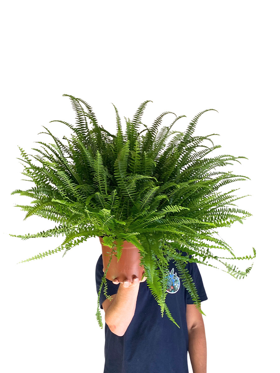 Nephrolepis Exaltata