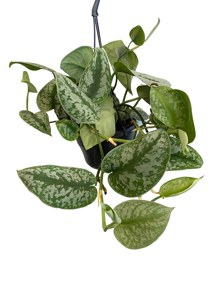 Hänger - Scindapsus Pictus Trebie