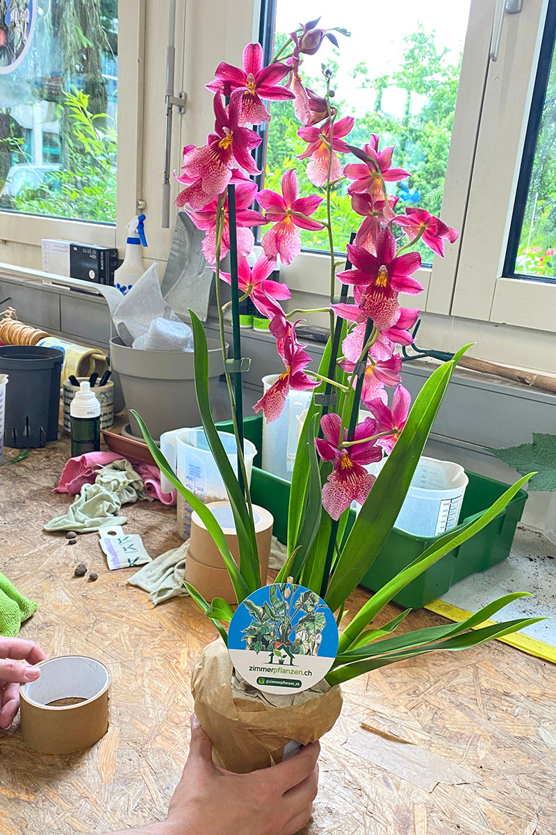 Orchidee Nelly Isler Red Velvet Orchidee Nelly Isler Red Velvet