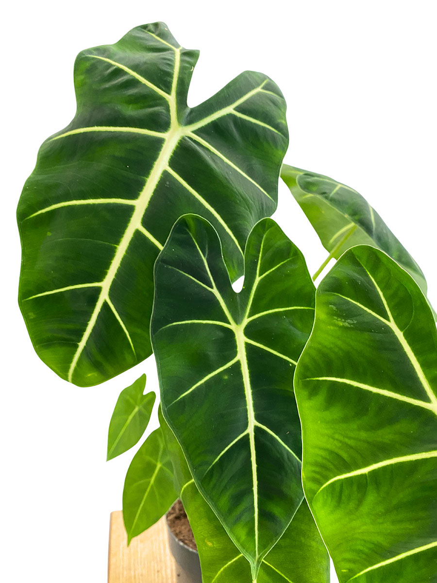 Alocasia Frydek