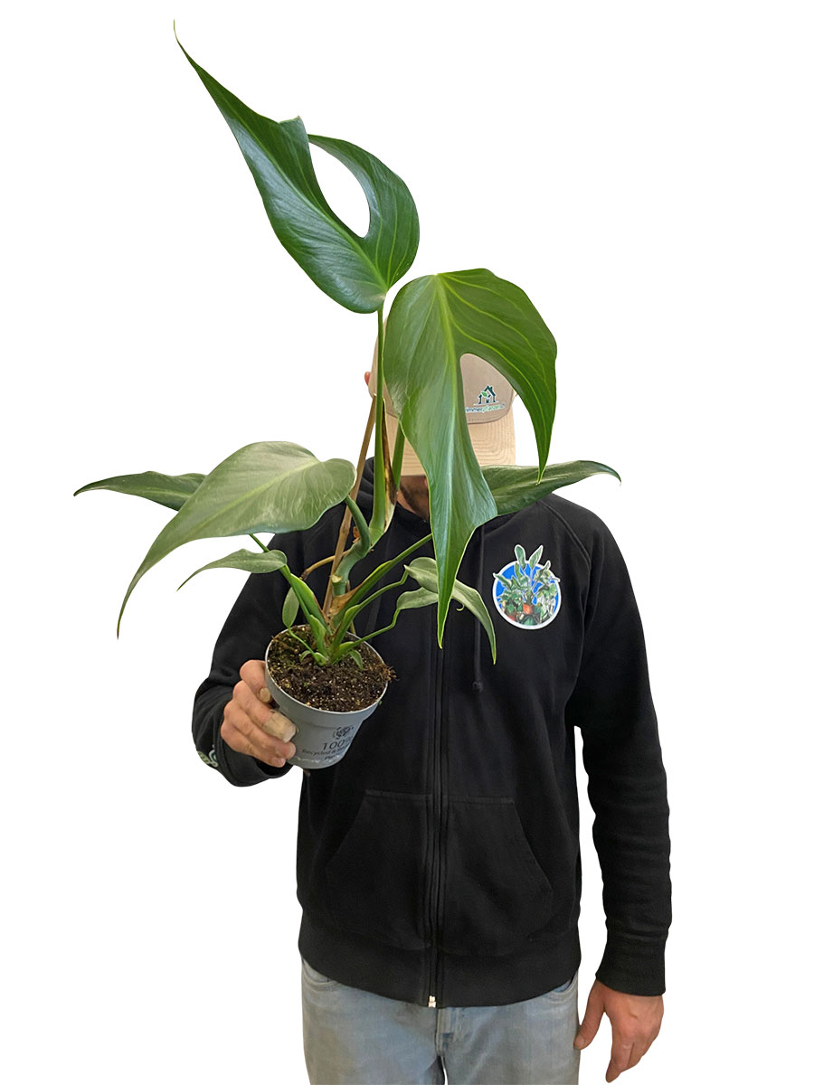 Monstera Burle Marx Flame - Ø12 cm